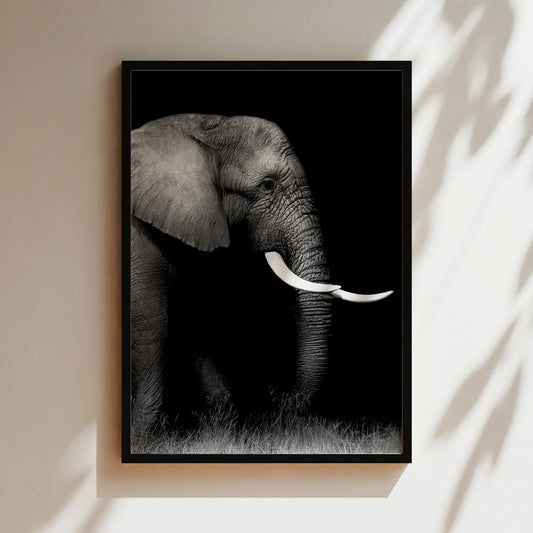 A black and white photograph of an elephant standing in a grassy area, with its large tusks prominently displayed.