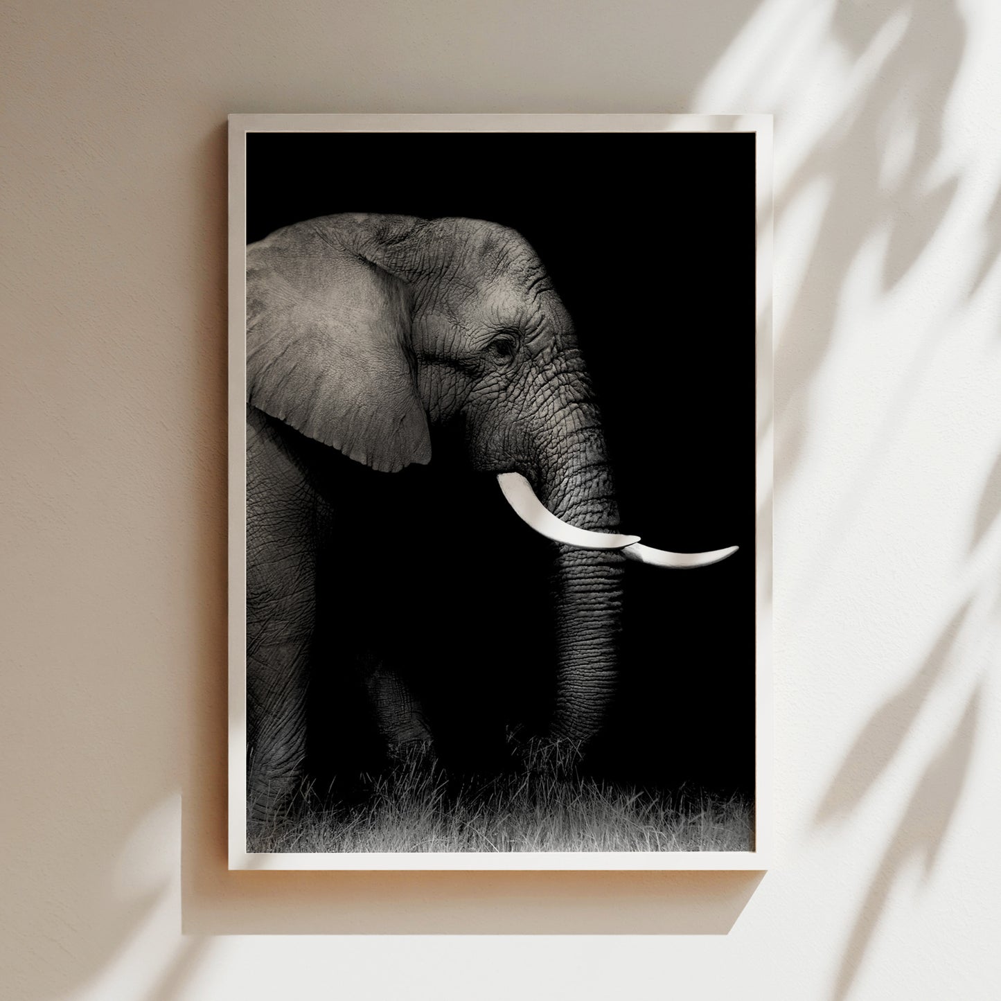 A black and white photograph of an elephant standing in a grassy area, with its large tusks prominently displayed.