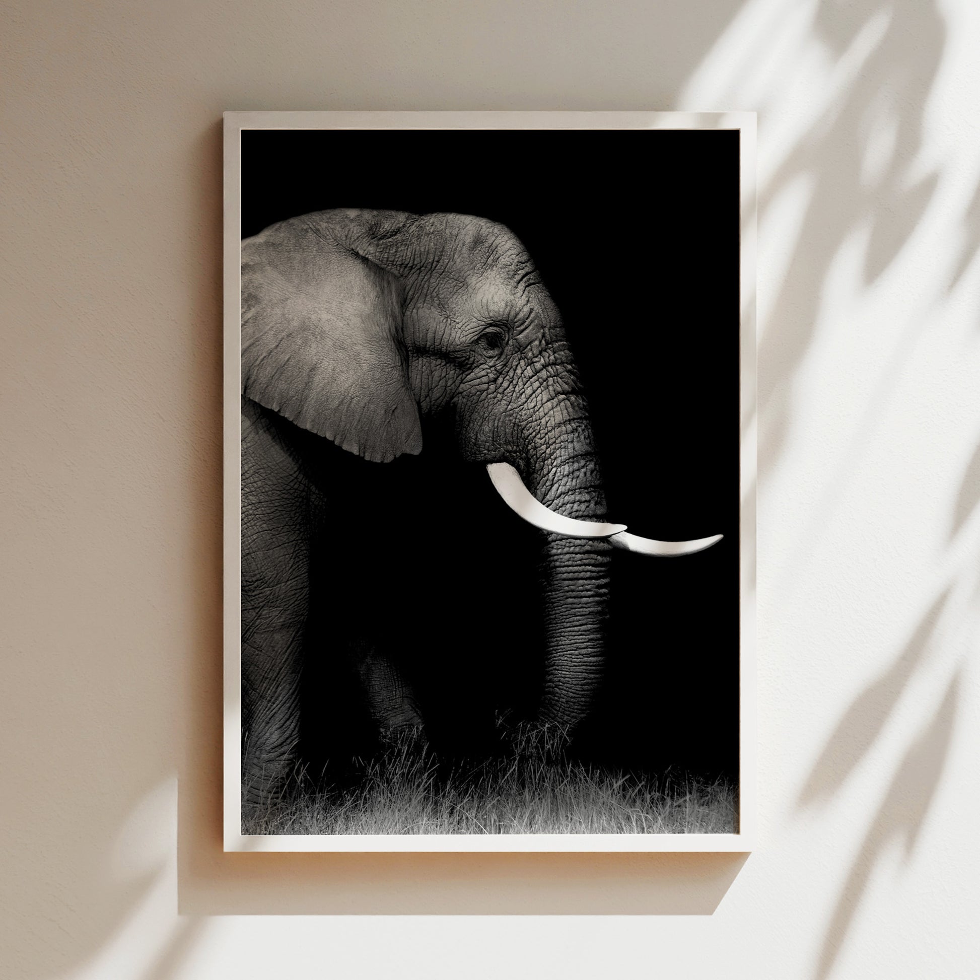 A black and white photograph of an elephant standing in a grassy area, with its large tusks prominently displayed.