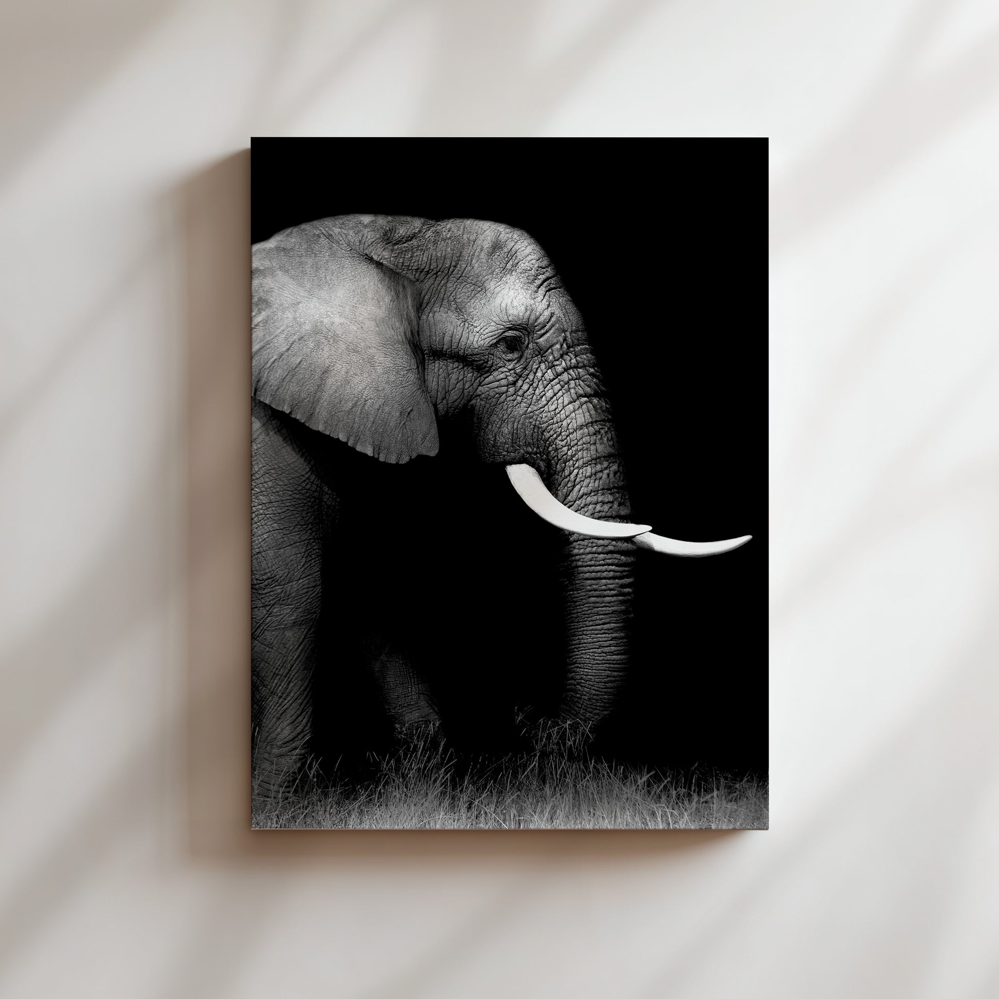 A black and white photograph of an elephant standing in the grass, with its large tusks prominently displayed.